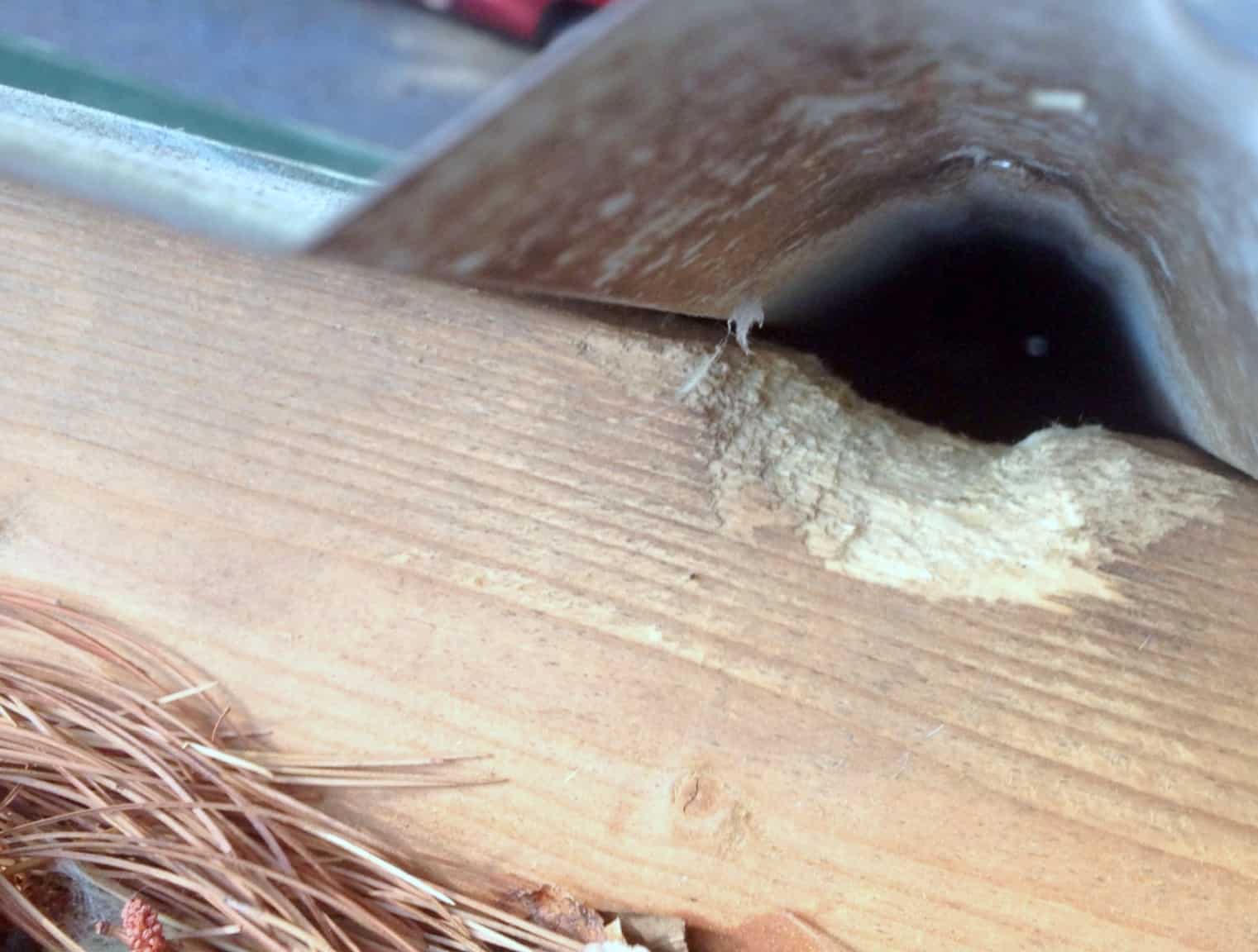 Animal Damage Repairs Wild Animals Expert Team