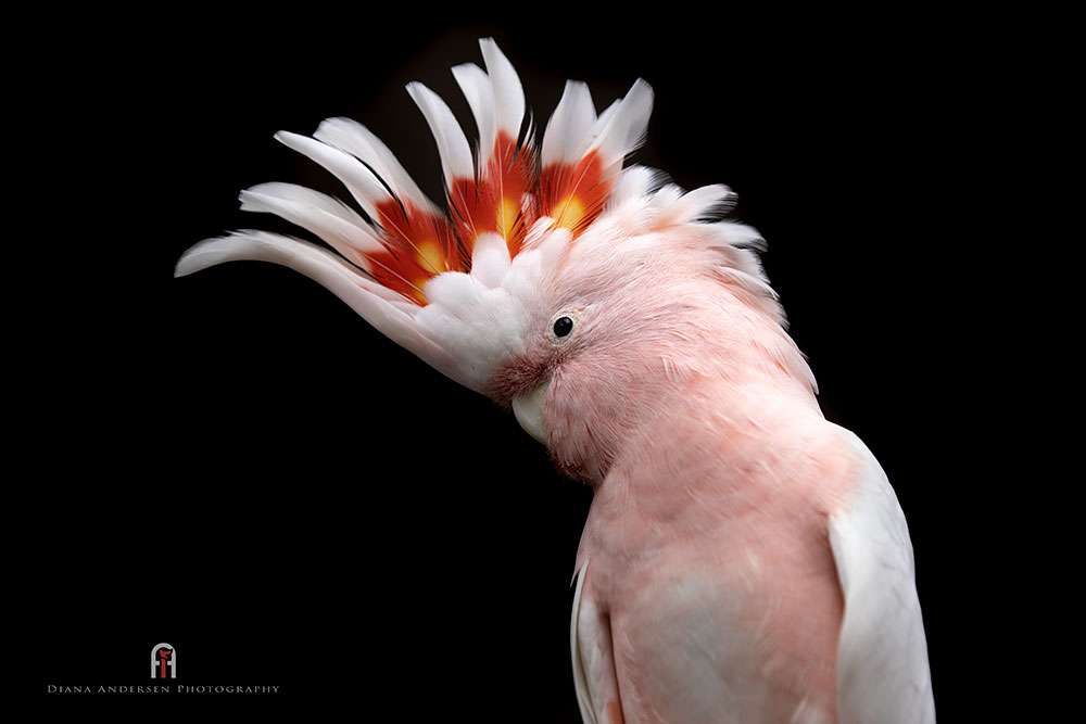 Cockatoos in Australia Species, Descriptions & Photos Wild Animal