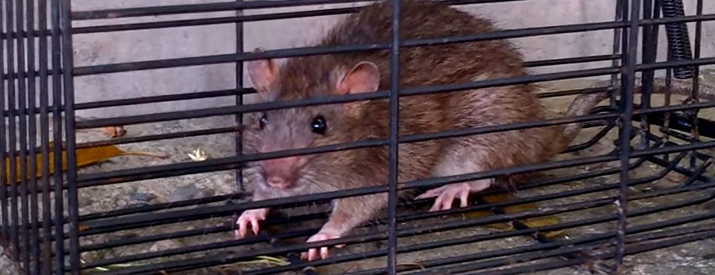 Do Indianapolis Rats Come Out in Light?