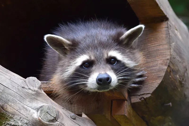 Do Raccoons Nest In Trees?
