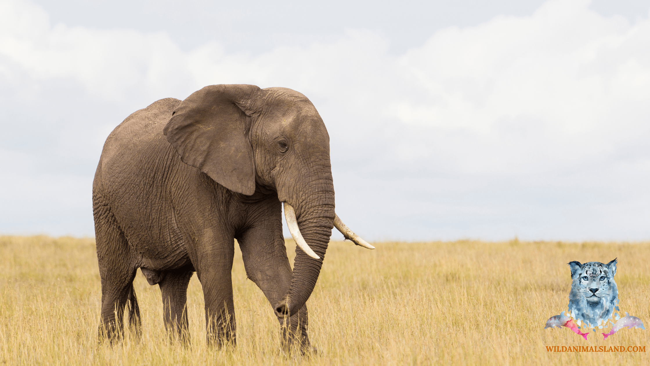 Top 10 most dangerous animals in the world Wildanimalsland