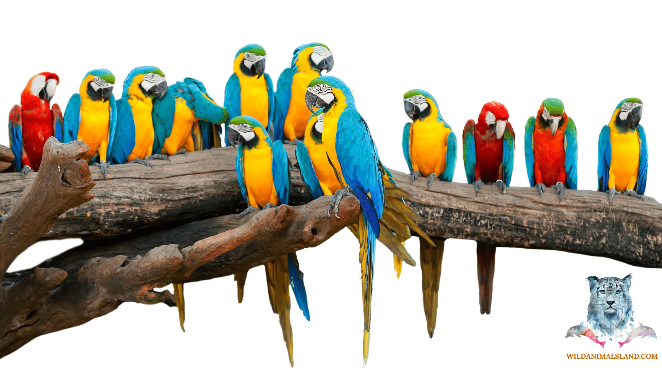 10 Wild Animals You Can Keep as Pets Wildanimalsland