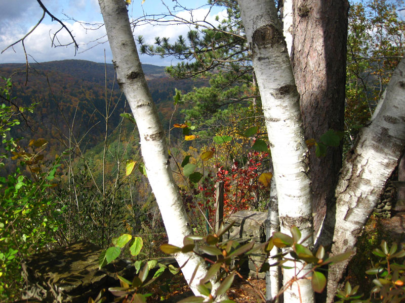 Vacation Getaway Wild Asaph Cabin Rentals in Wellsboro PA