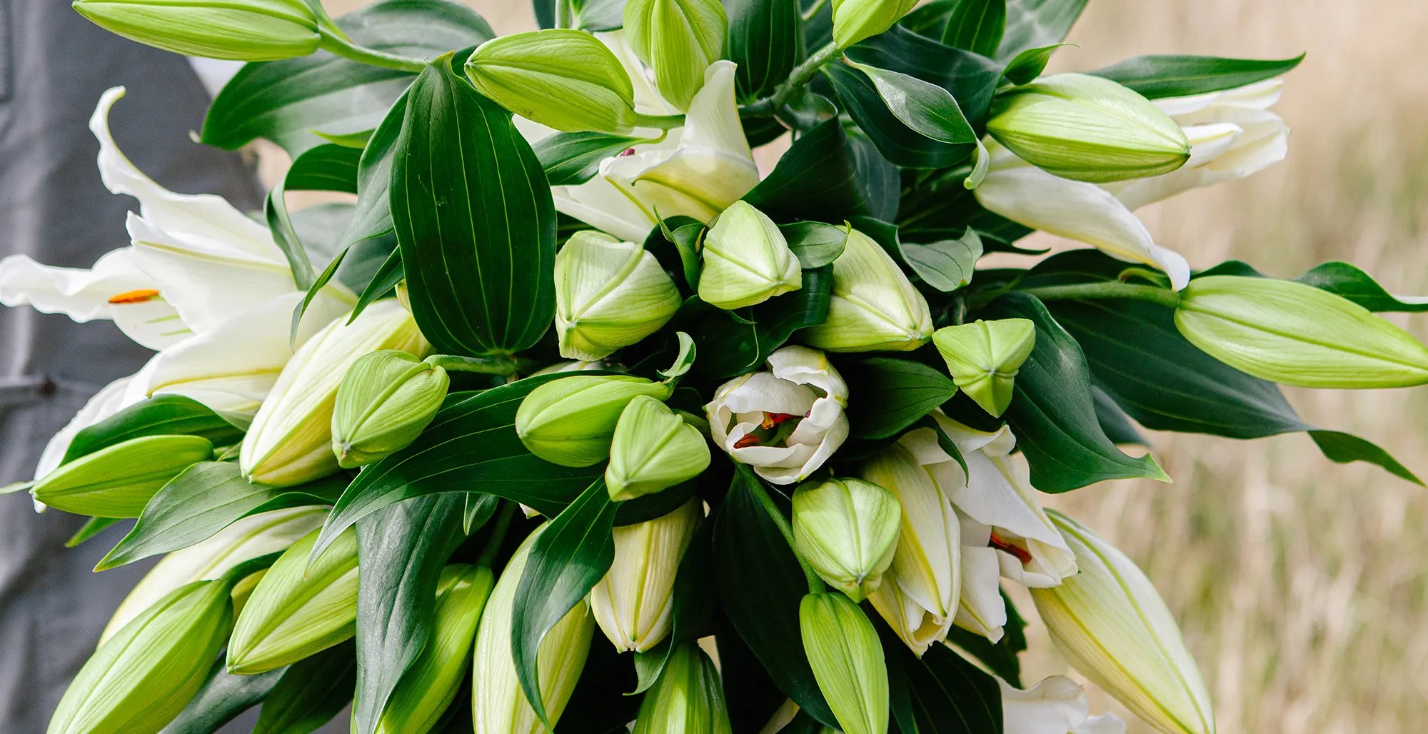 The Language of Lilies