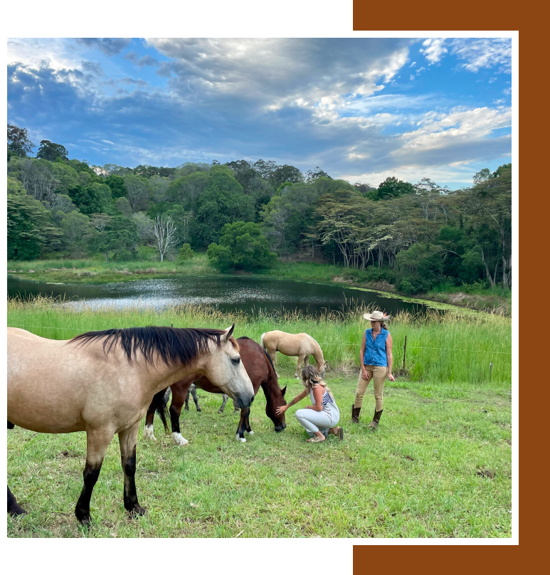Services Wild At Heart Equine Assisted Therapy