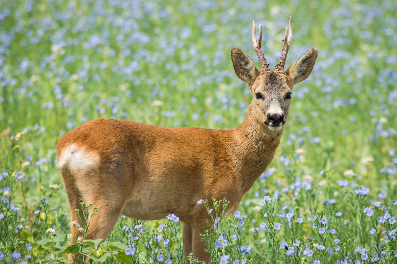 Deutsche Wildtier Stiftung ernennt Reh zum Tier des Jahres