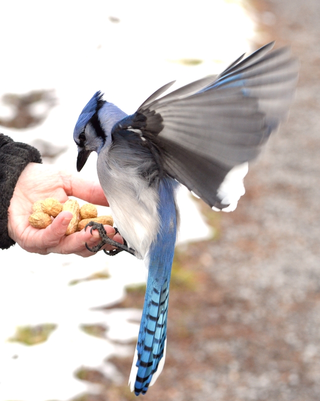 Blue Jay Wings