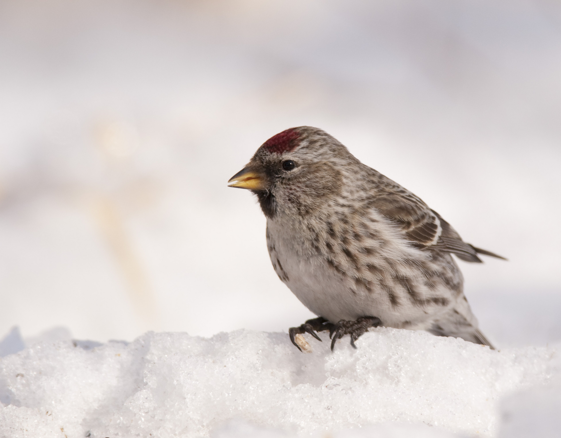 Common Redpoll Vs House Finch