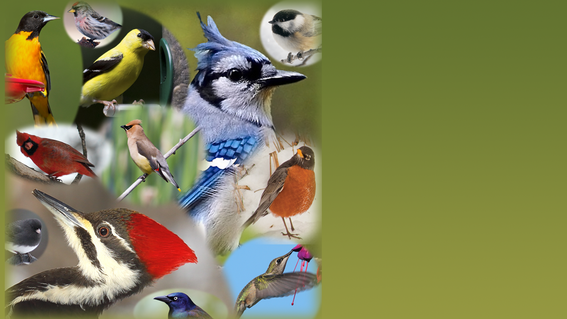 All Seasons Wild Bird Store