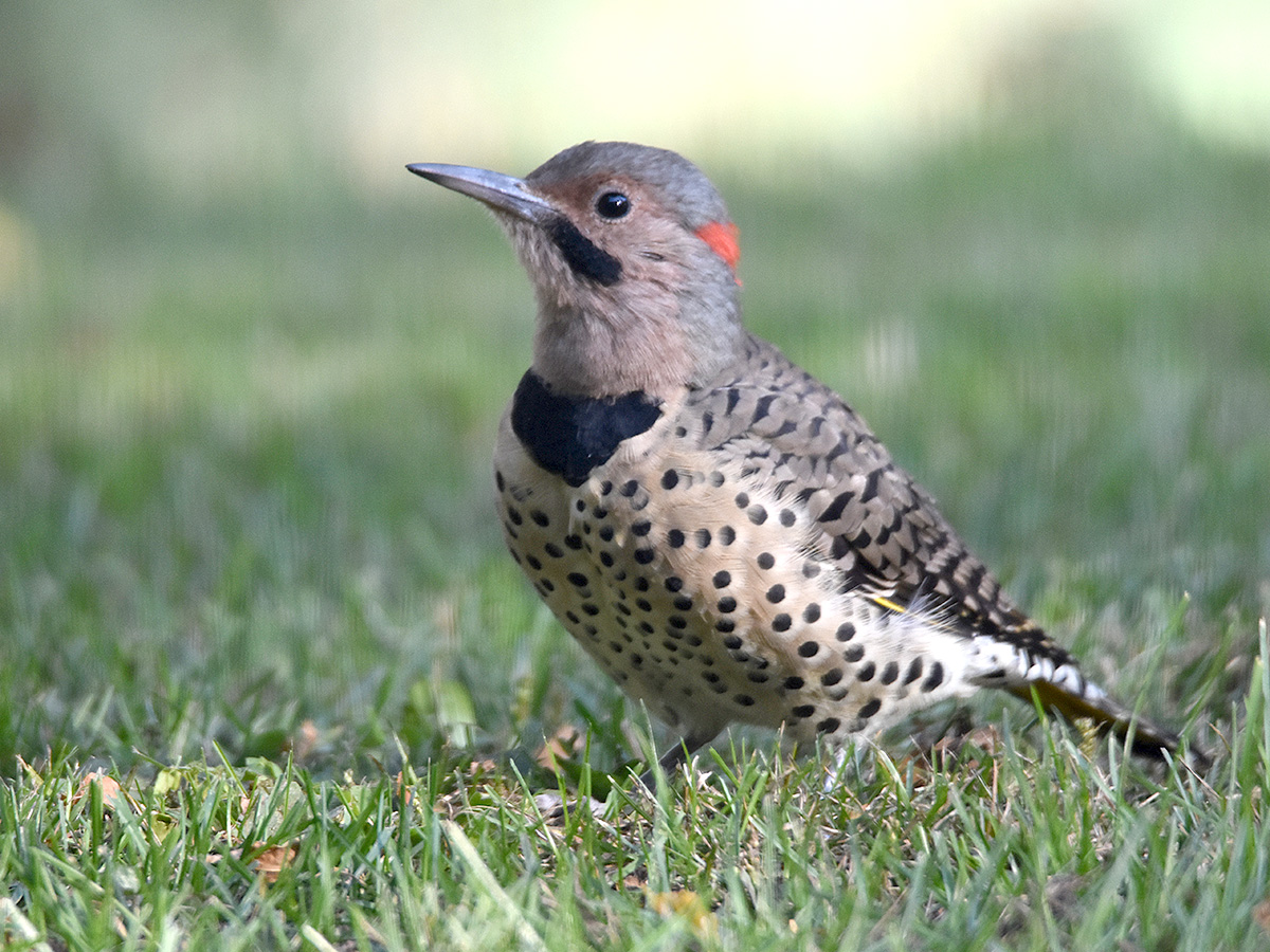 Common Minnesota Woodpeckers All Seasons Wild Bird Store