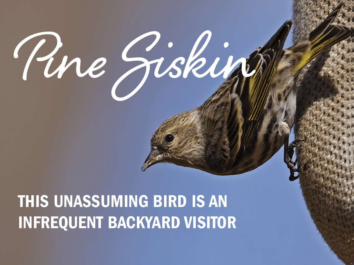 Pine Siskins All Seasons Wild Bird Store