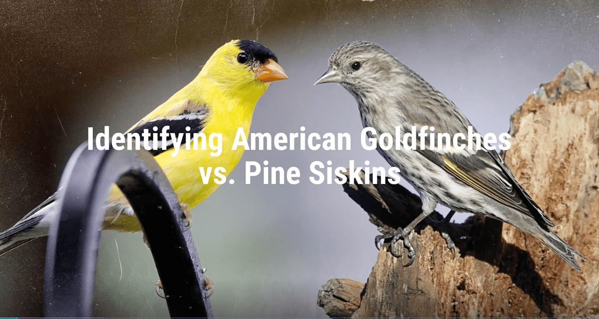 American Goldfinch or Pine Siskin? (video) All Seasons Wild Bird Store