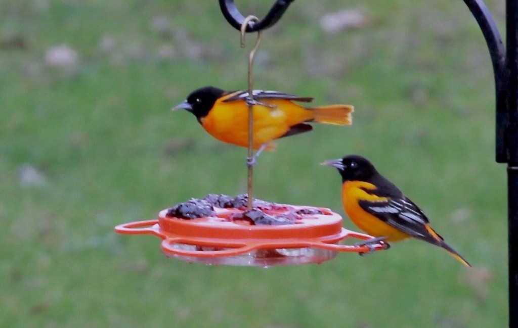 The Linelle Special All Seasons Wild Bird Store