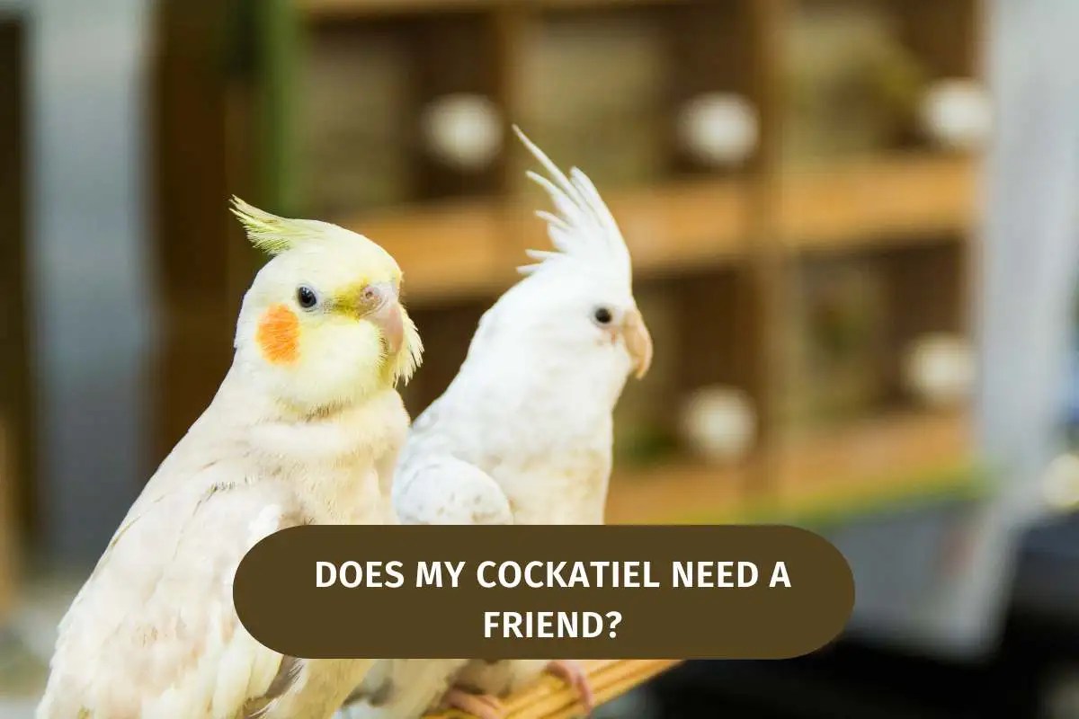 Does My Cockatiel Need A Friend? Read This First! Wild Bird 