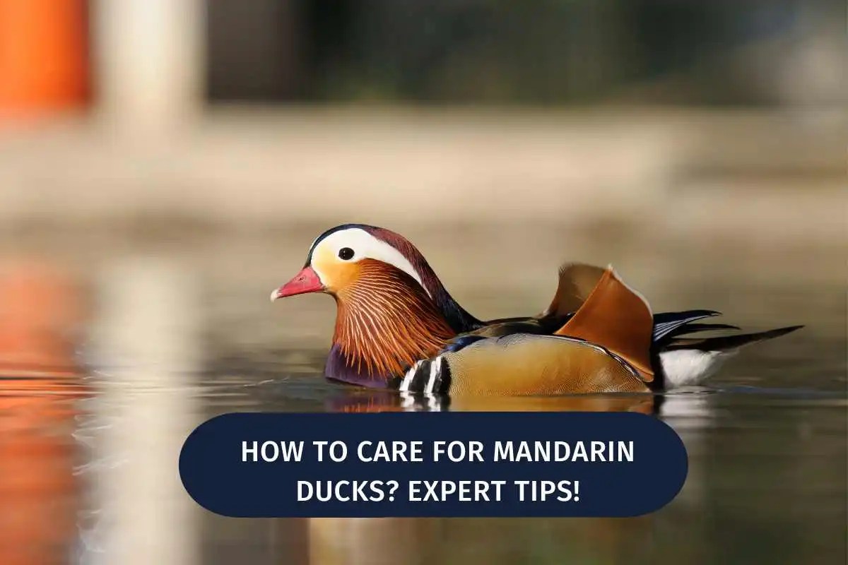How To Care for Mandarin Ducks? Expert Tips! Wild Bird 