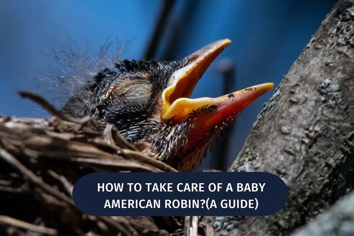 How To Take Care Of A Baby American Robin?(A Guide) Wild Bird 