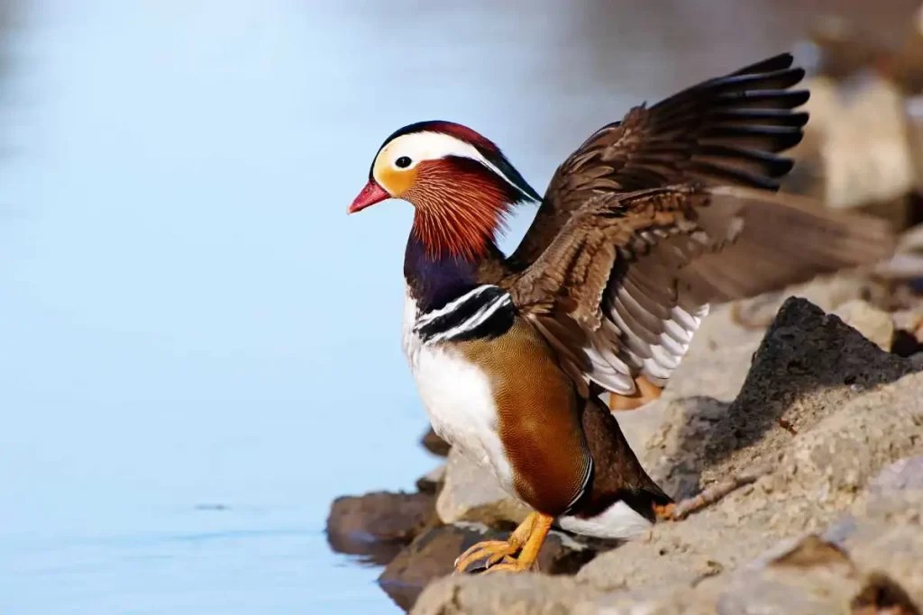 Mandarin Ducks Everything You Need To Know! [2023] Wild Bird 