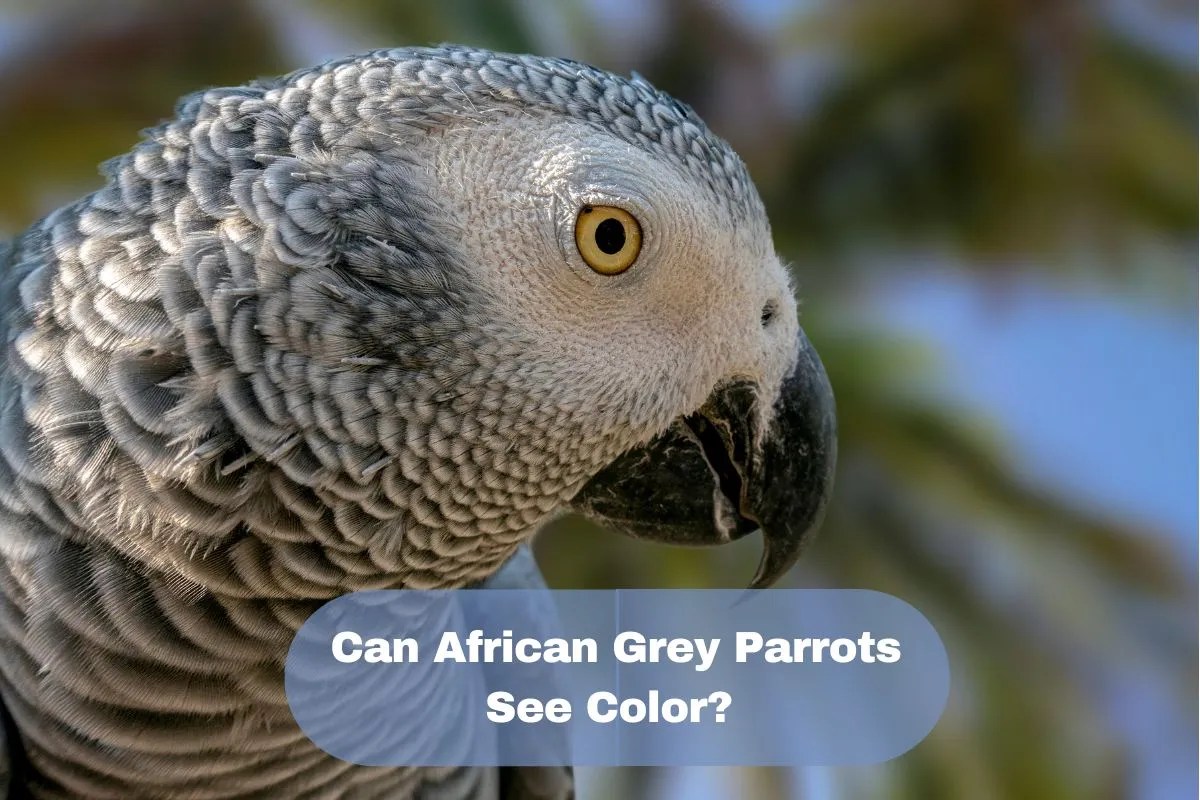 Can African Grey Parrots See Color? Wild Bird Web