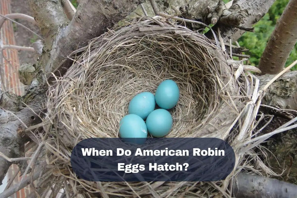 When Do American Robin Eggs Hatch? Read This First! Wild Bird 
