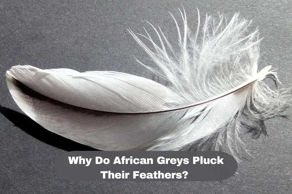 Why Do African Greys Pluck Their Feathers? Causes & Solution Wild
