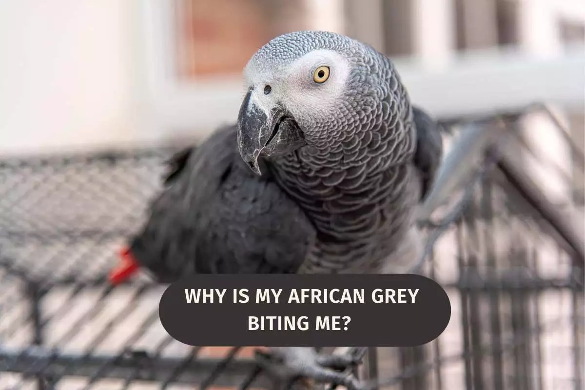 Why Is My African Grey Biting Me? Read This First! Wild Bird 
