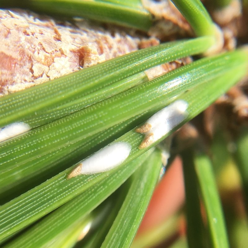 Pine Needle Scale Chionaspis pinifoliae Wild Columbia County