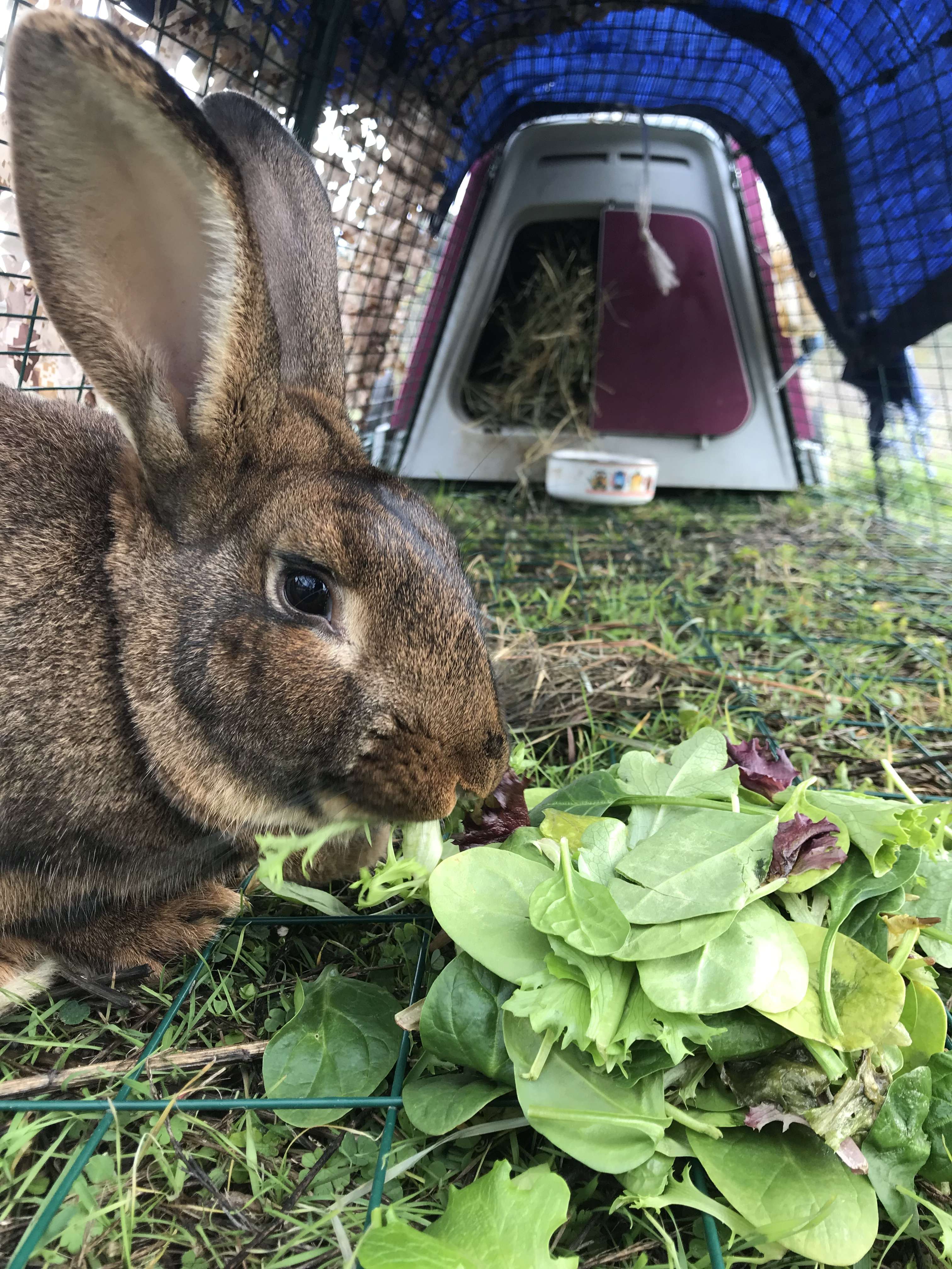 Rabbitry Wild Culture Farm