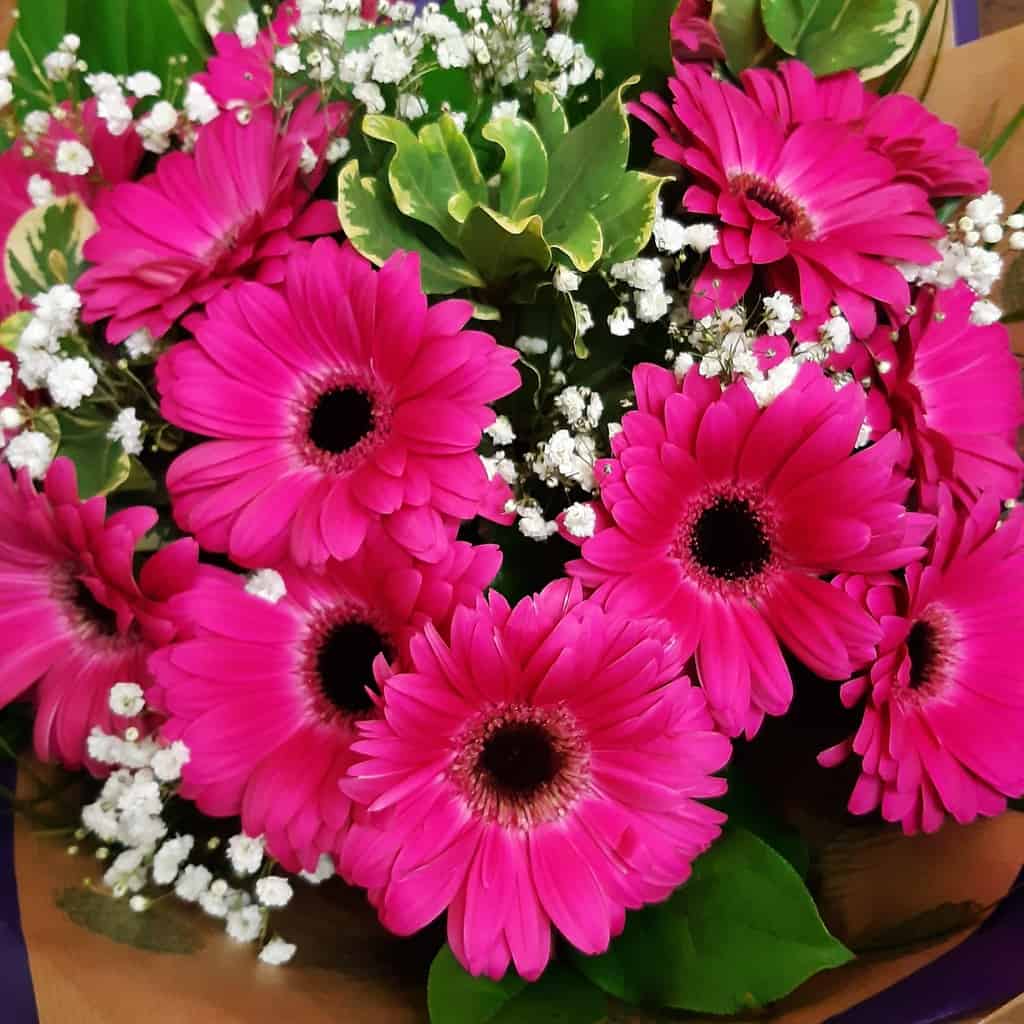 Gerbera Bouquet Wild Daisy Florist