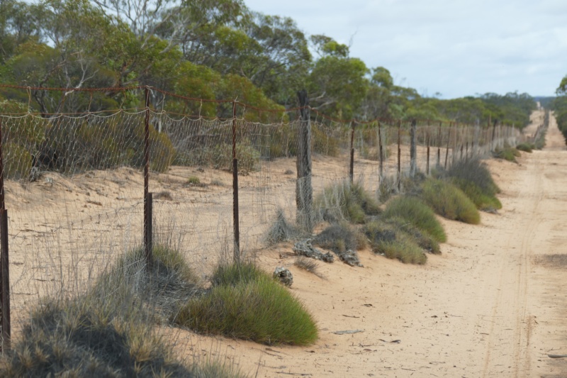 SA Dog Fence project rebuilding hope in state’s pastoral zone
