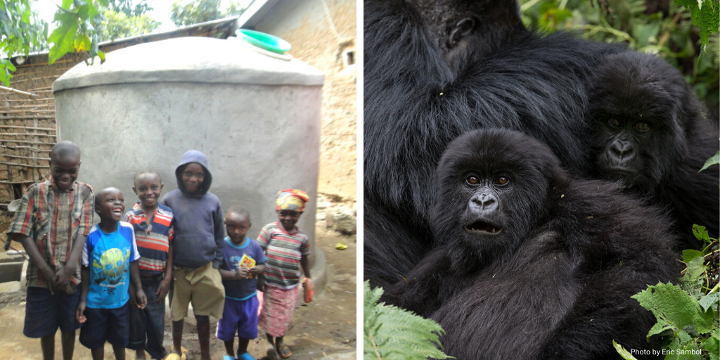 Water Tanks in Rwanda A winwin for people and mountain gorillas
