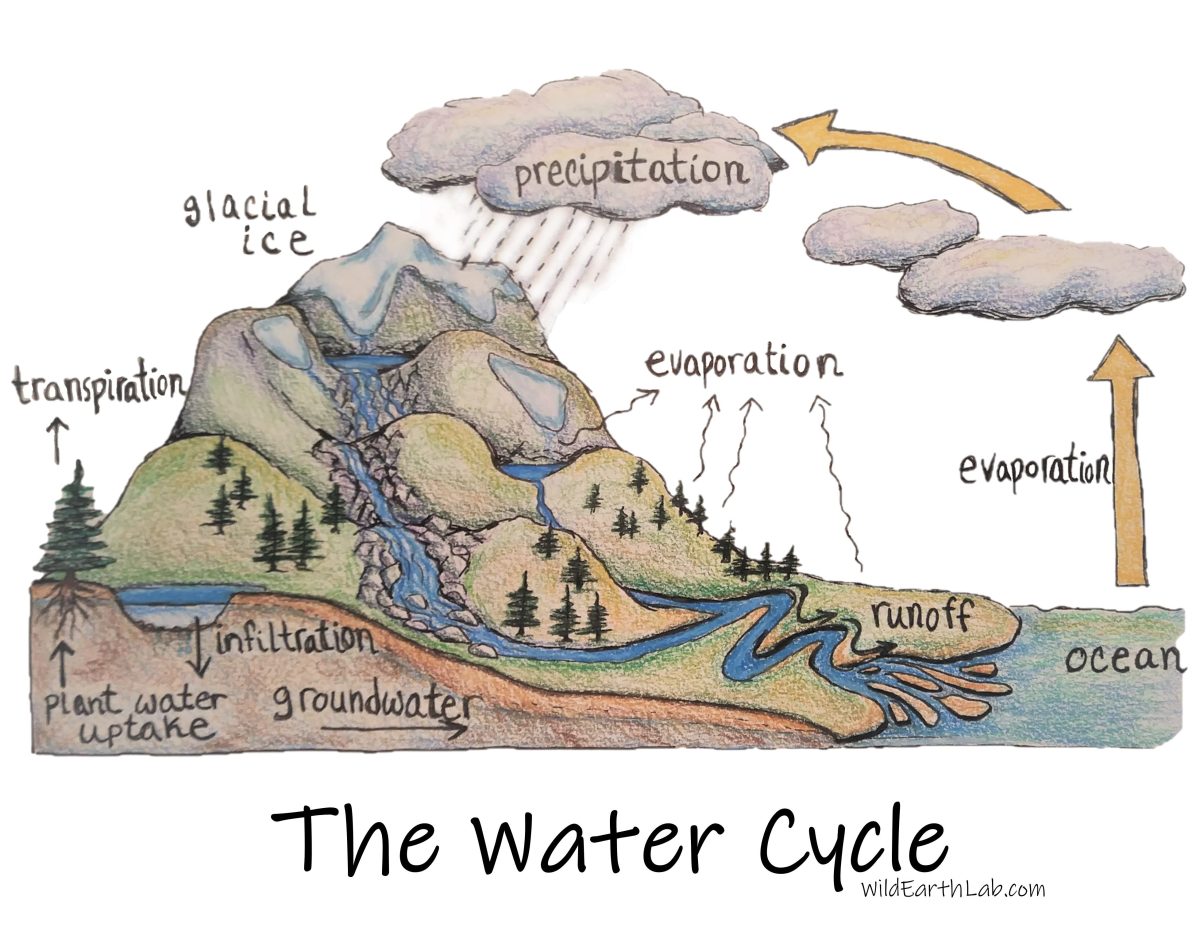 How Humans Affect the Water Cycle, a Complete Guide Wild Earth Lab