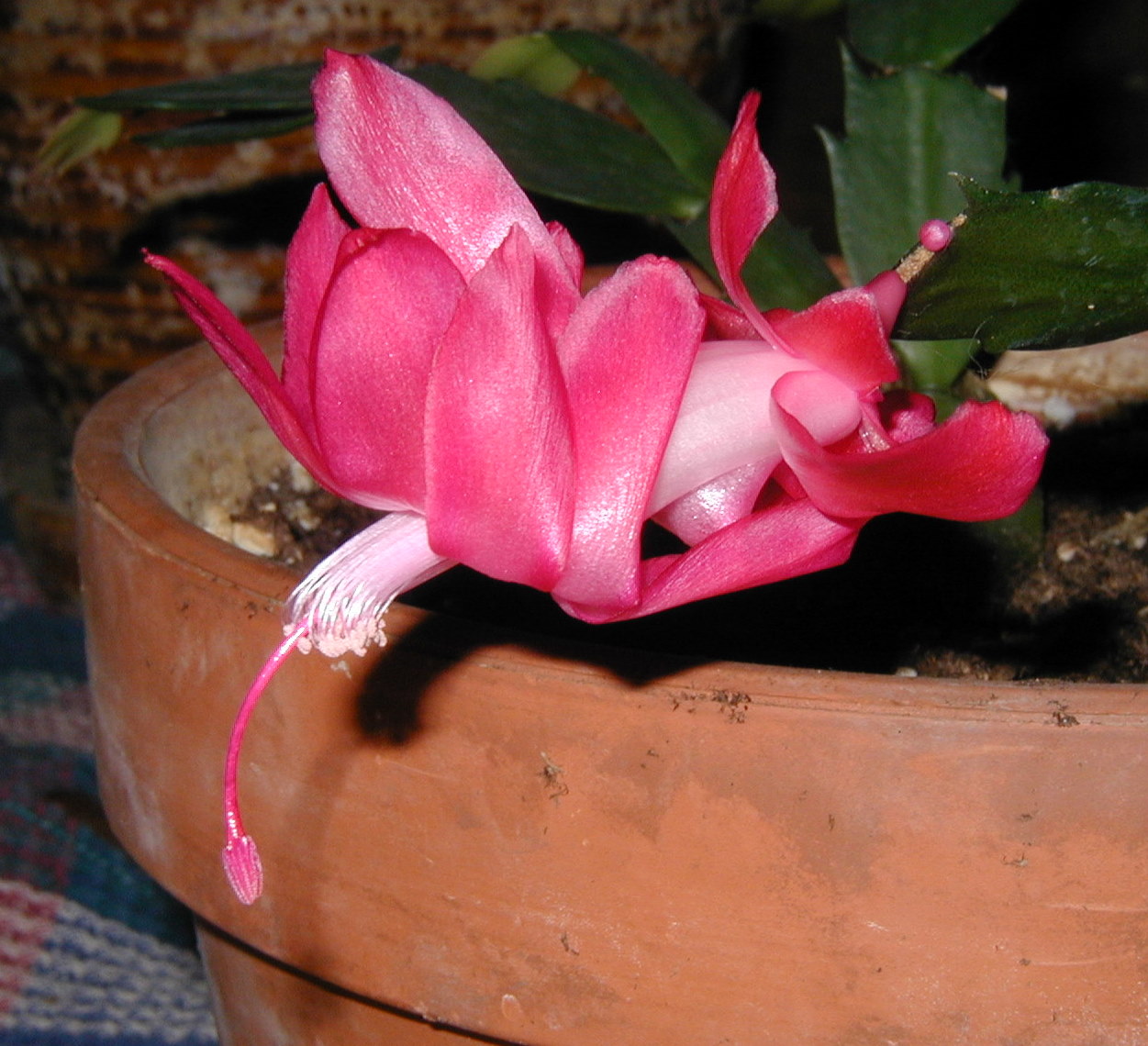 Rosa Christmas Cactus Christmas Cactus Blooms Like It Cool