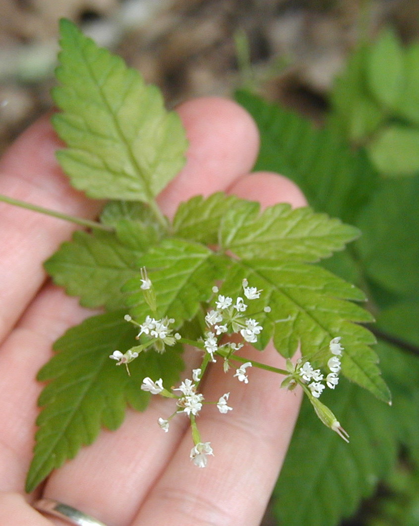 Wild Anise Root Is A Native Cousin to Parsley