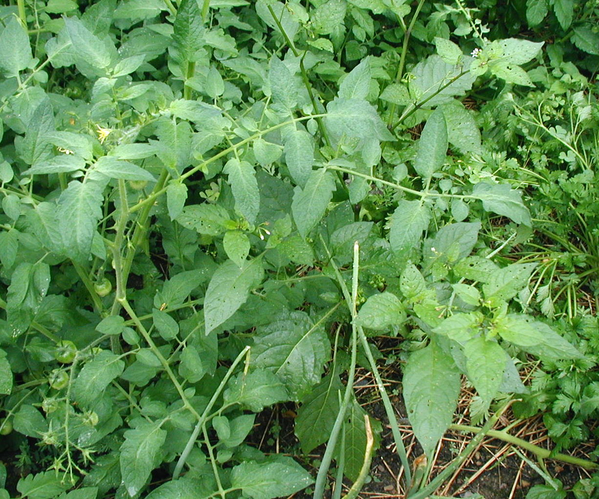 Deadly Nightshade Volunteers in the Vegetable Garden