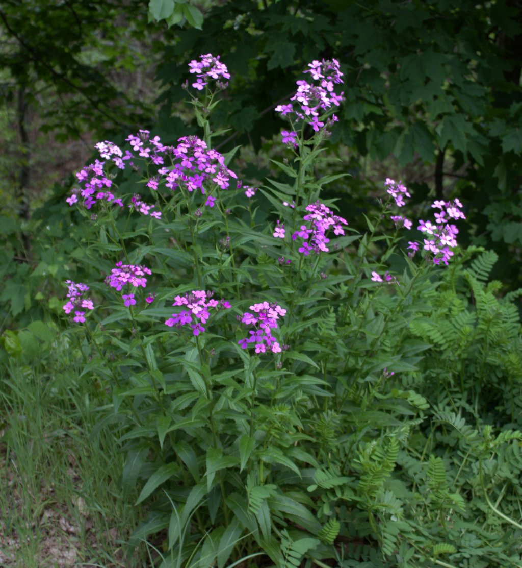 Dame’s Rocket Not Native to America