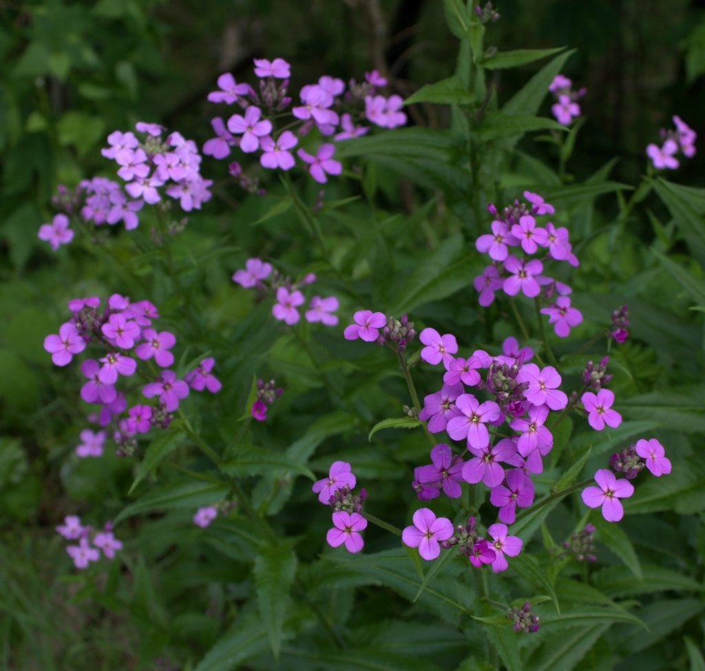 Dame’s Rocket Not Native to America