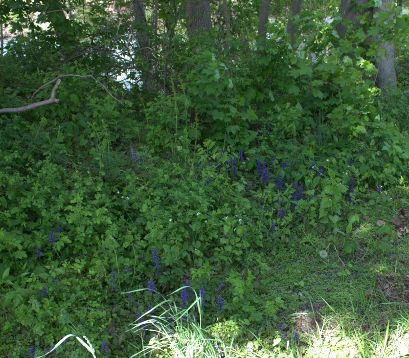 Bugle Was a Purple Roadside Weed