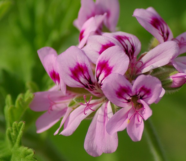 Flower Poetry Fridays The RoseGeranium, Companion of a Voyage