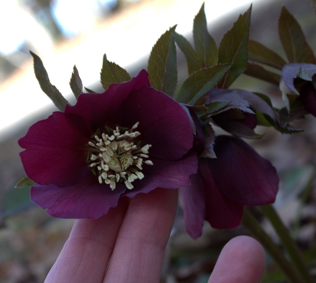 Hellebores Can Take The Cold