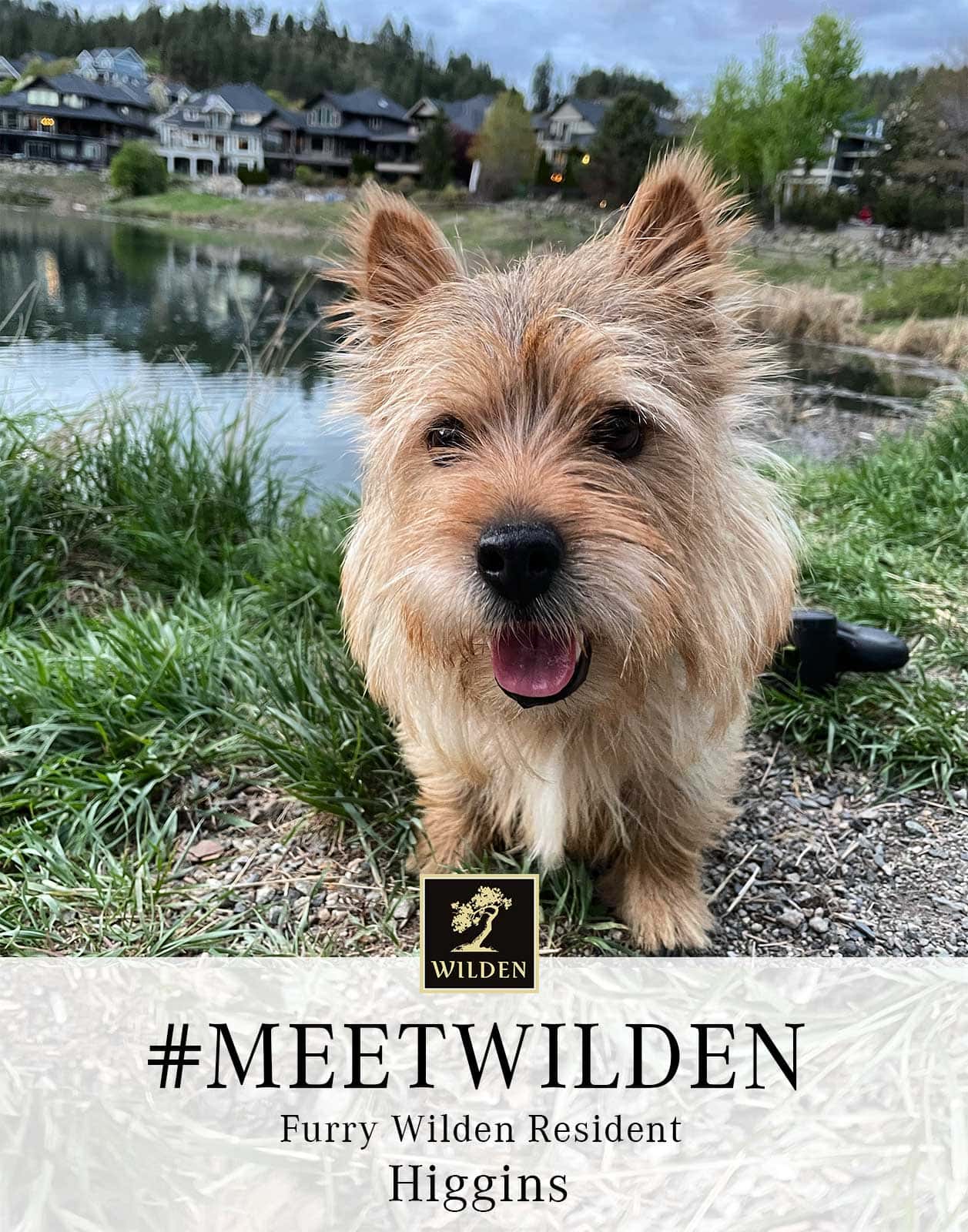 Are Norwich Terriers Smart