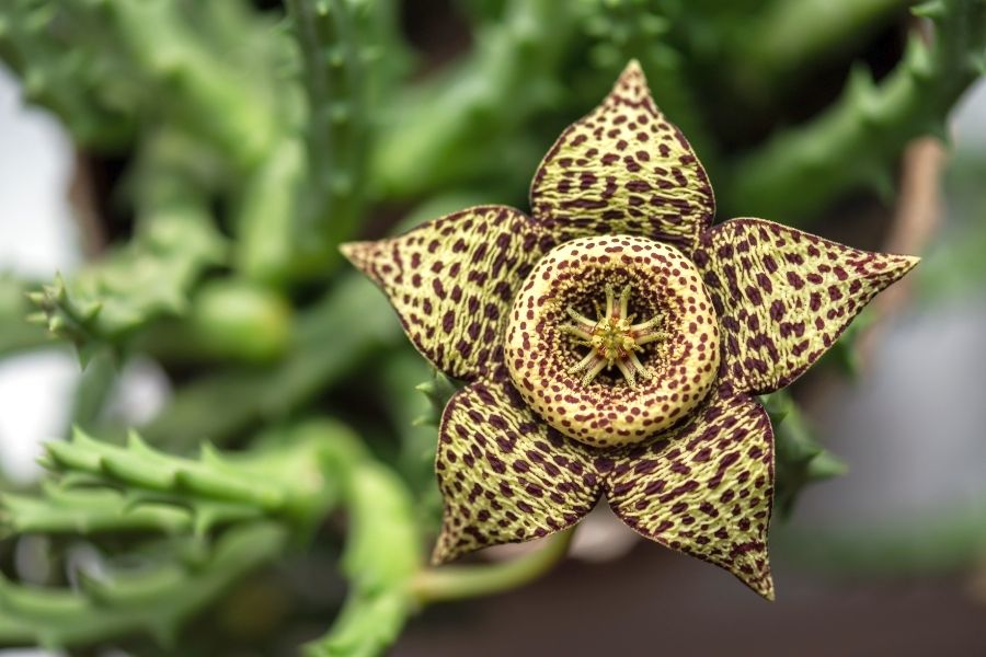 Orbea (Aasblume) Wilde Oase 💚