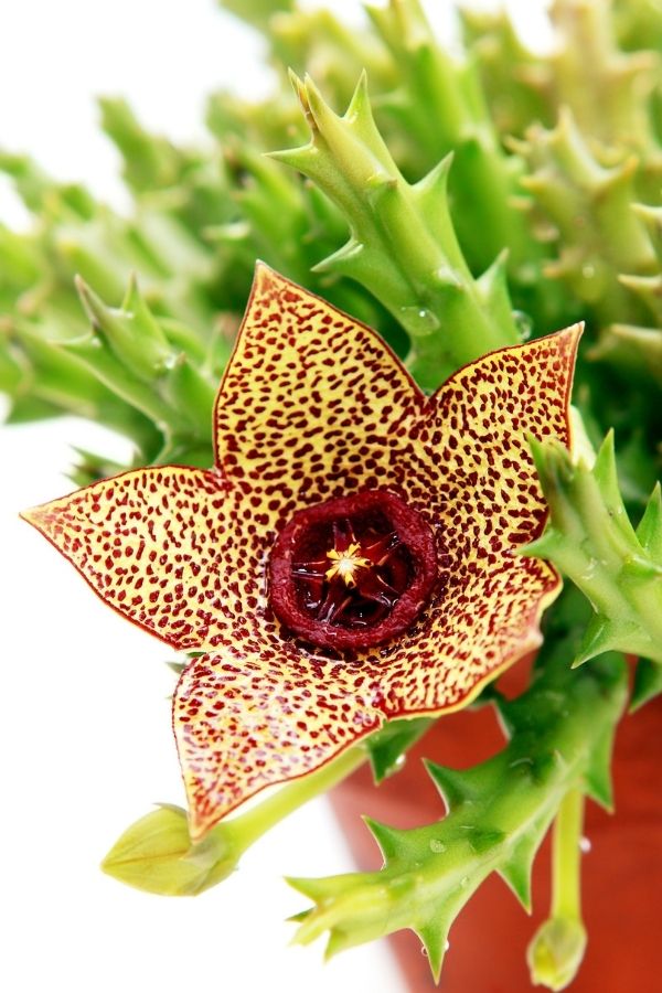 Orbea (Aasblume) Wilde Oase 💚