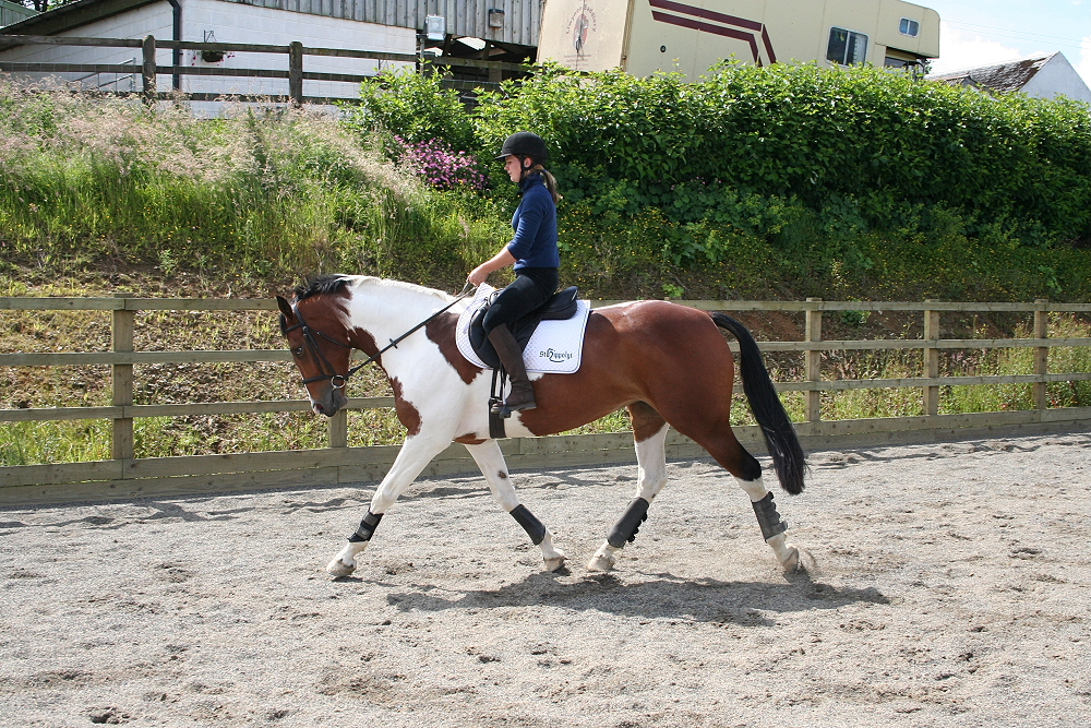 Wild Equine Horses For Sale