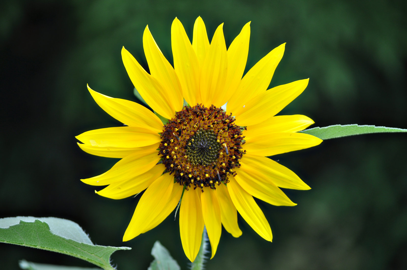 Sunflowers Wilder Good