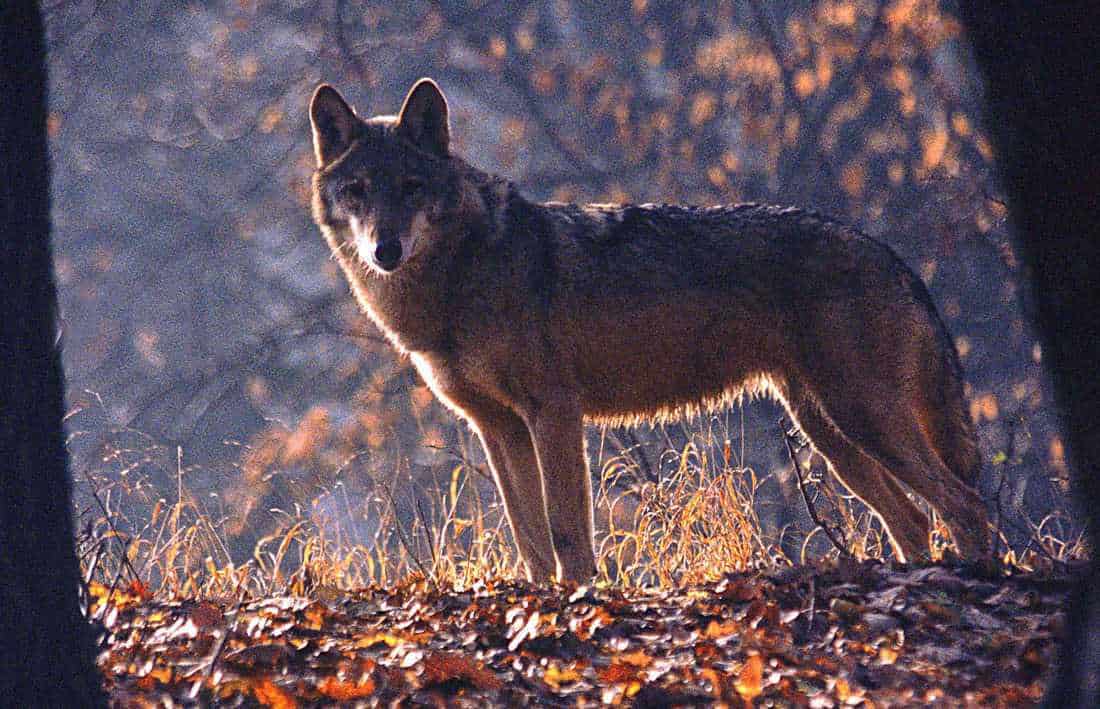 Could Denmark Be A Wolf Land
