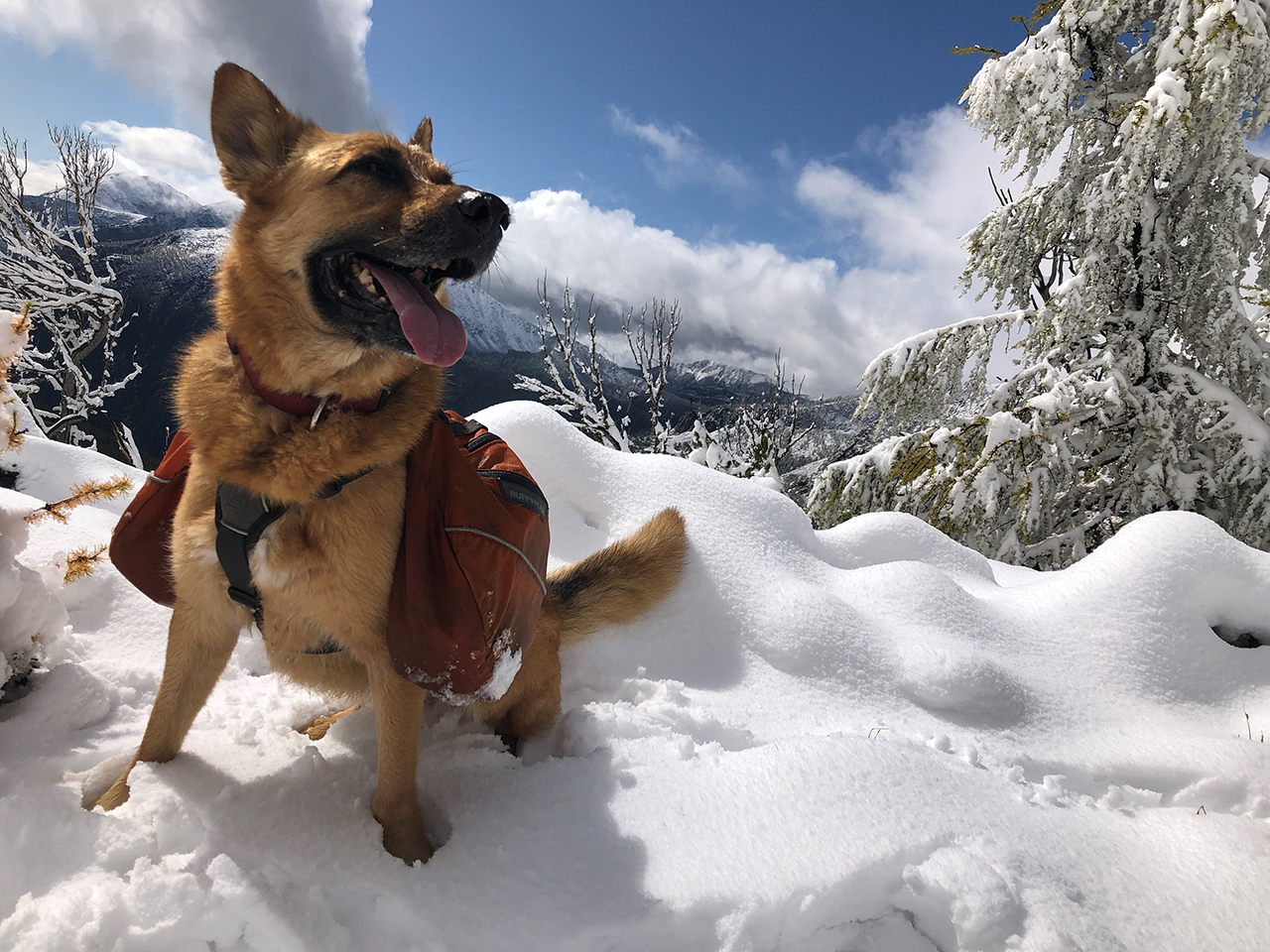 Dogs in Wilderness Wilderness Connect University Of Montana