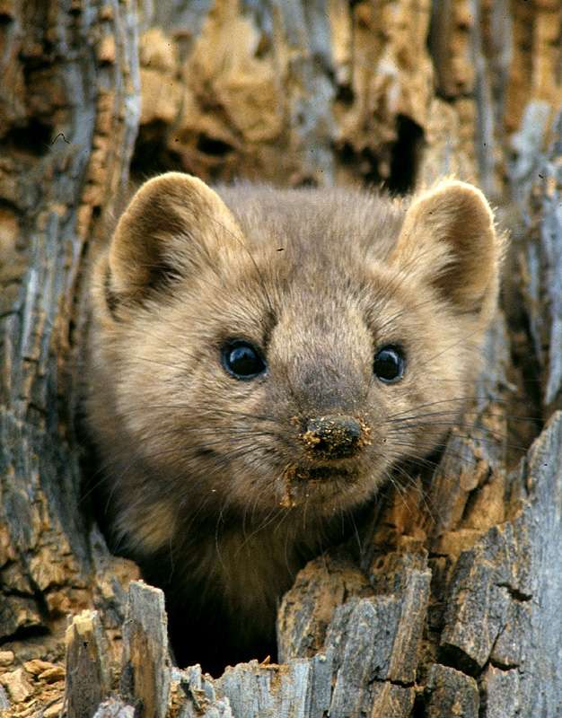 Horned Marten