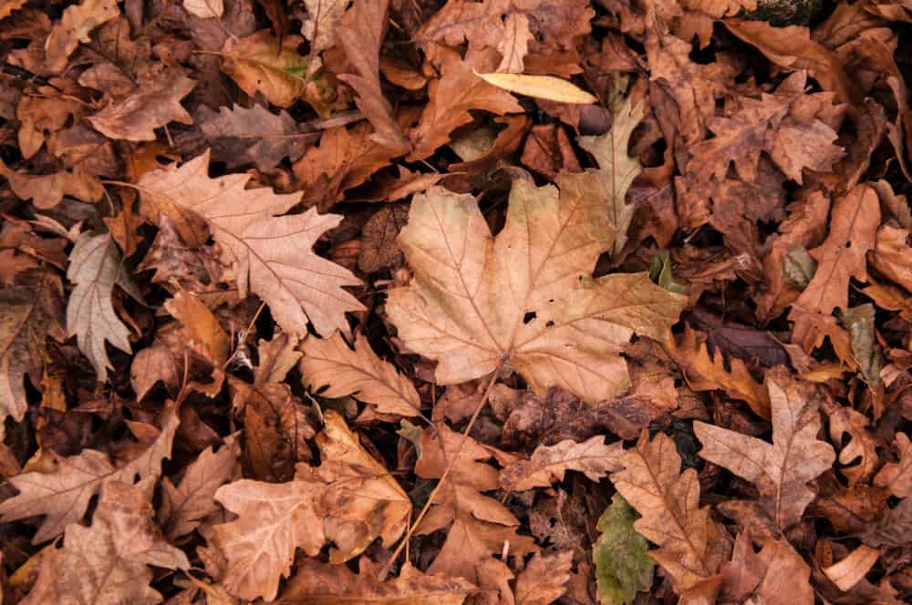 How To Start A Fire With Sticks Wilderness Redefined