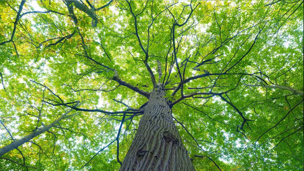 The Most Common Types Of Trees Wilderness Seeker
