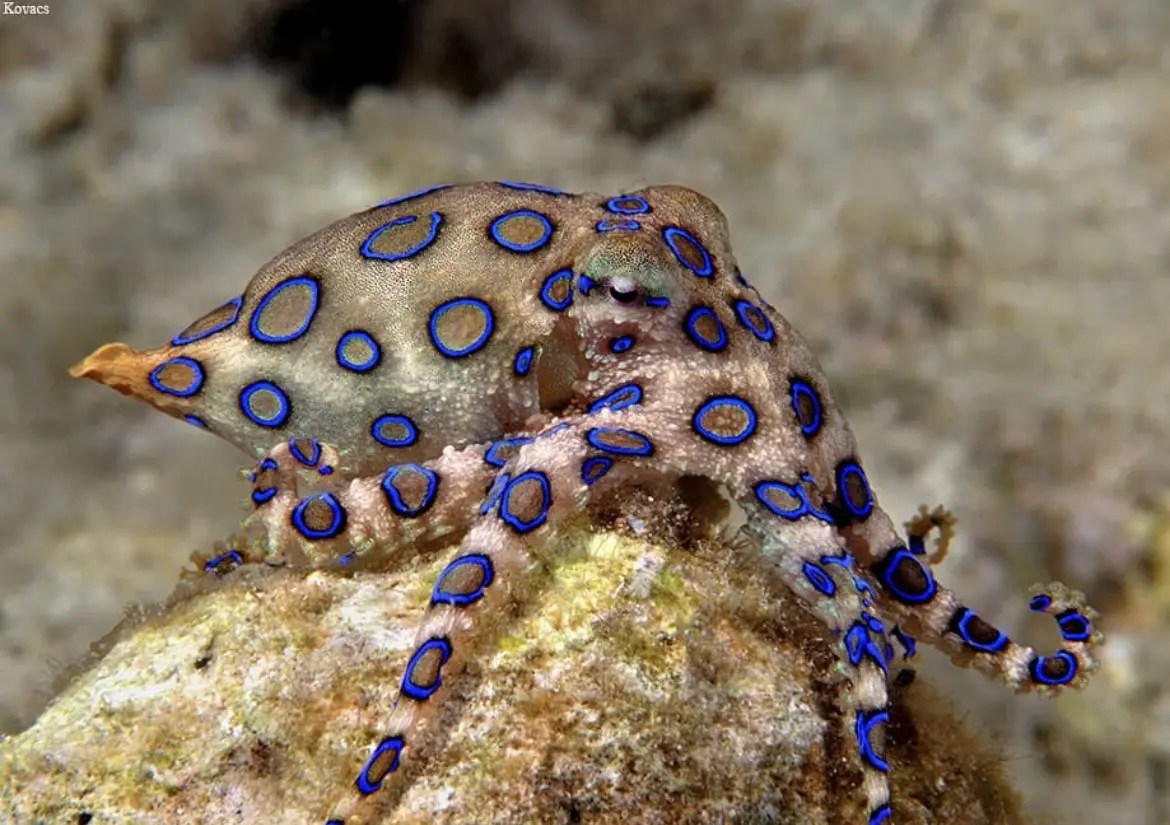 Get To Know the BlueRinged Octopus Wildest